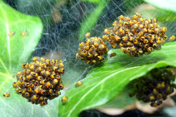 Rare photography. Nest of newborn Wasp Spiders (Argiope bruennichi) — Stock Photo, Image