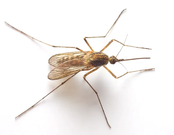 Anopheles mosquito — Stock Photo, Image