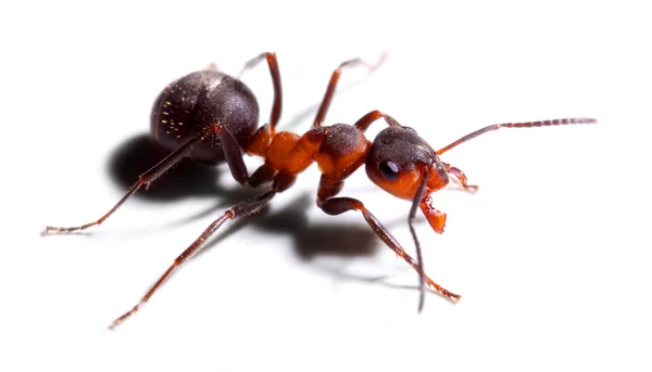 Big red ant — Stock Photo, Image