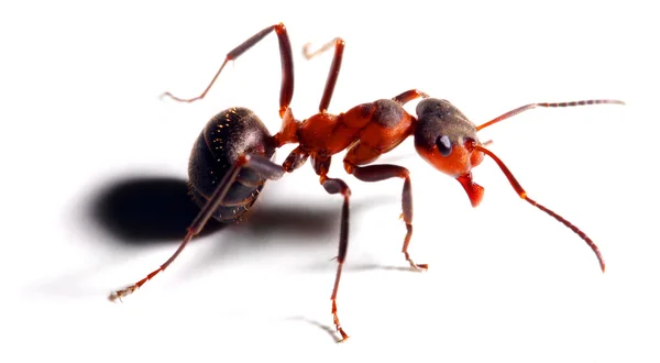 Velký červený mravenec — Stock fotografie