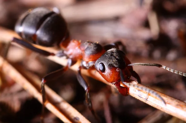 Rote Ameisenarbeiter — Stockfoto