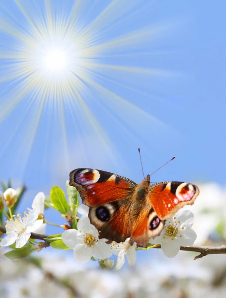 Borboleta de pavão em flor de cereja selvagem contra o céu azul . — Fotografia de Stock