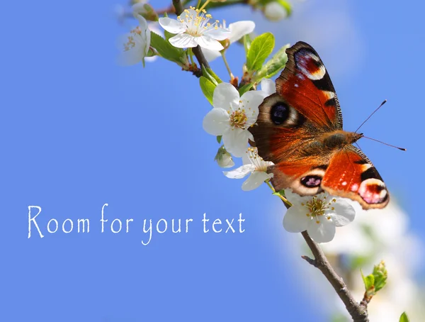 Peacock butterfly on wild cherry blossom against blue sky. — Stock Photo, Image