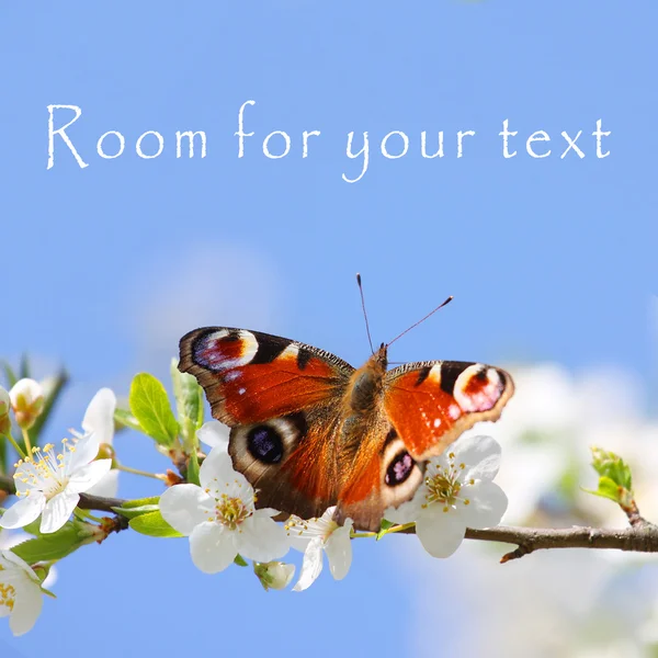 Peacock butterfly on wild cherry blossom against blue sky. — Stock Photo, Image