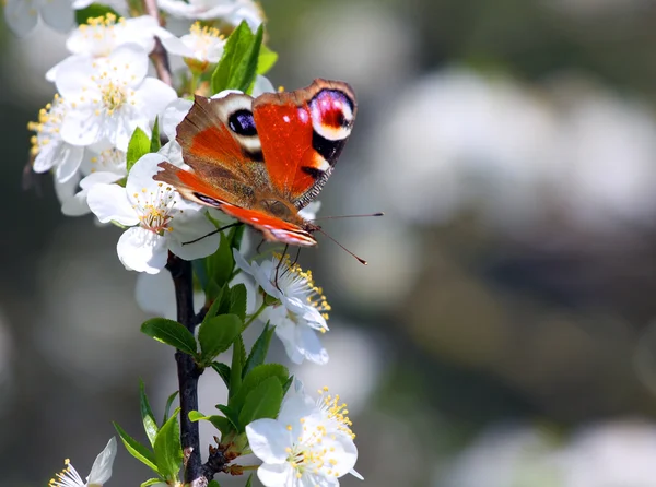 Peacock butterfly on wild cherry blossom against blue sky. — Stock Photo, Image