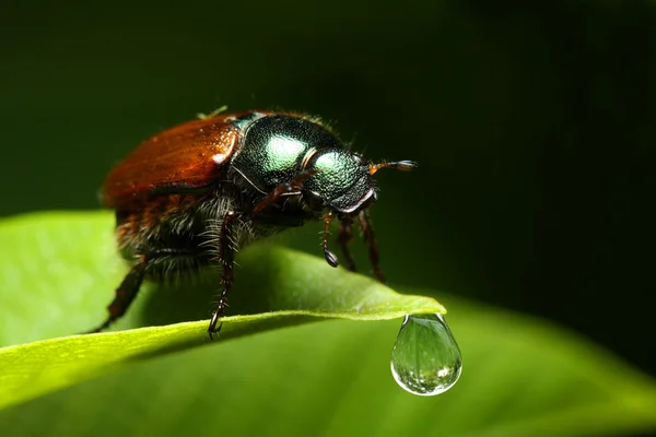 Anthonomus rubi — Stockfoto