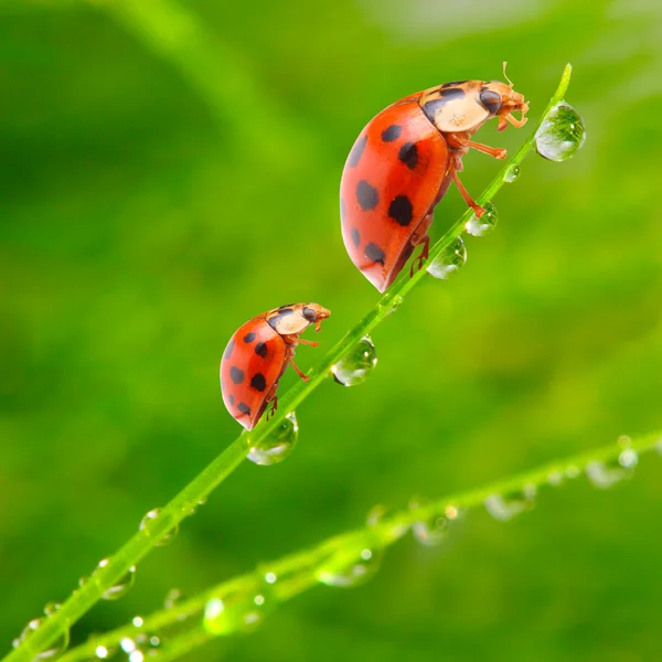 Ladybugs — Stock Photo, Image