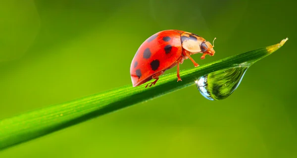 Mariquita. — Foto de Stock