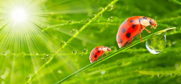 Lieveheersbeestjes — Stockfoto