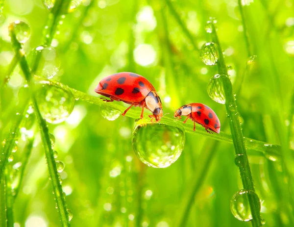 Lieveheersbeestjes — Stockfoto