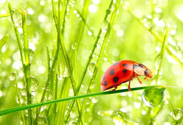 Rood ladybug op blad — Stockfoto