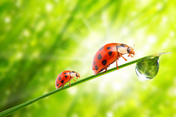 Ladybugs drinking fresh morning dew.