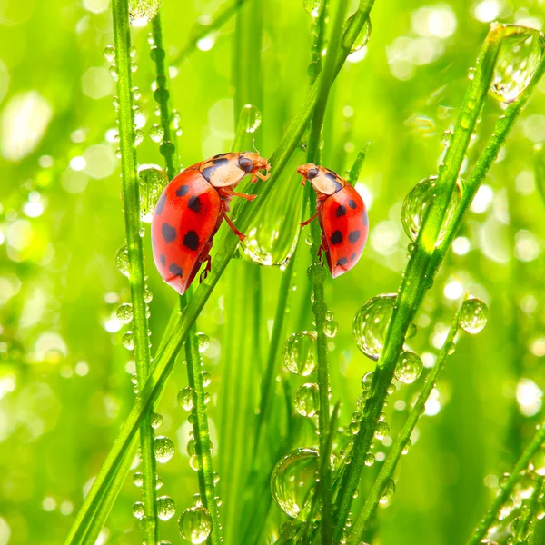 De drinkende ochtenddauw van de verse lieveheersbeestjes. — Stockfoto