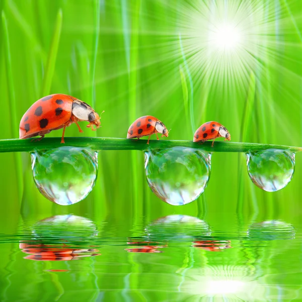 Taze çiğ içme ladybugs. — Stok fotoğraf