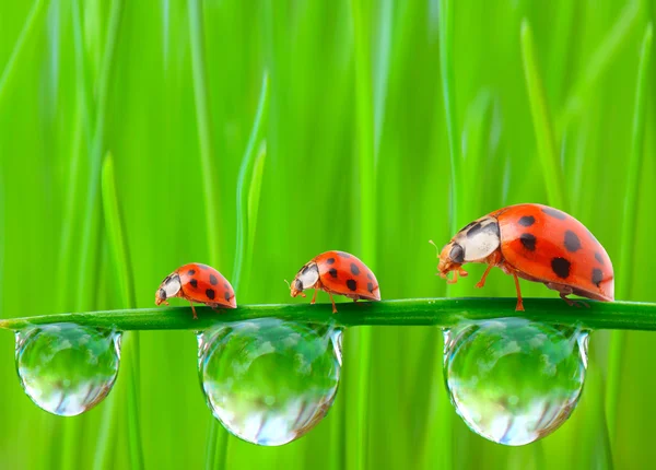 Marienkäferfamilie auf einem taufrischen Gras. — Stockfoto