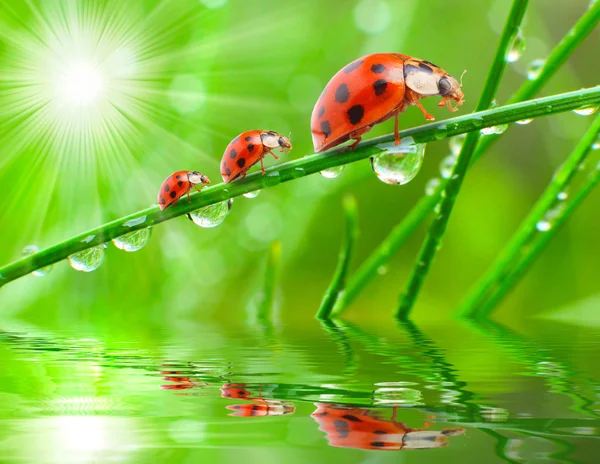 Çim köprüde çalışan üç ladybugs — Stok fotoğraf