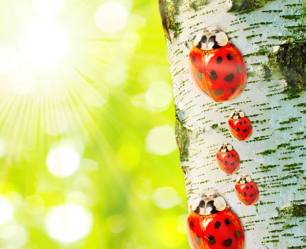 Ladybugs family in Birch forest. — Stock Photo, Image