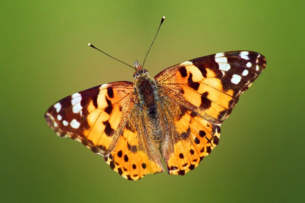 Borboleta europeia — Fotografia de Stock