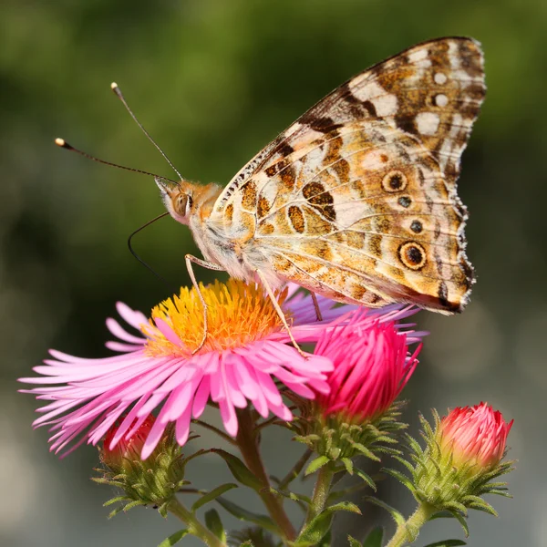 Bella farfalla europea — Foto Stock