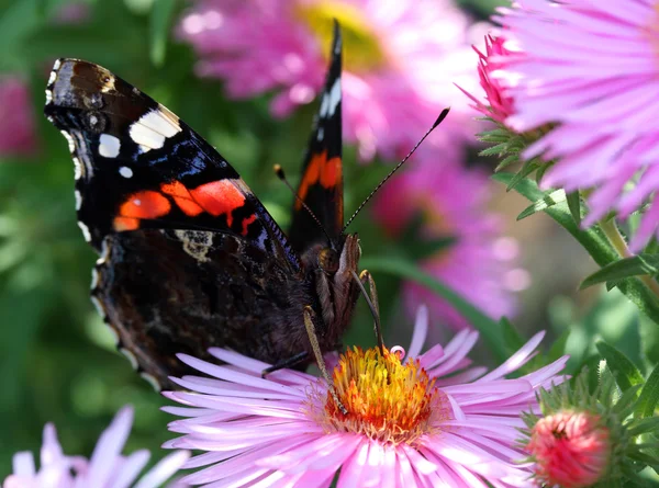 Roter Admiralfalter — Stockfoto