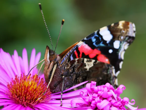 Red admiral vlinder — Stockfoto