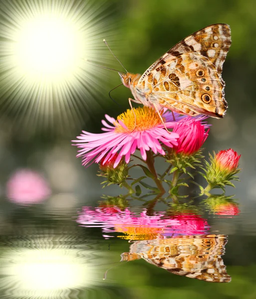 Gyönyörű európai pillangó — Stock Fotó
