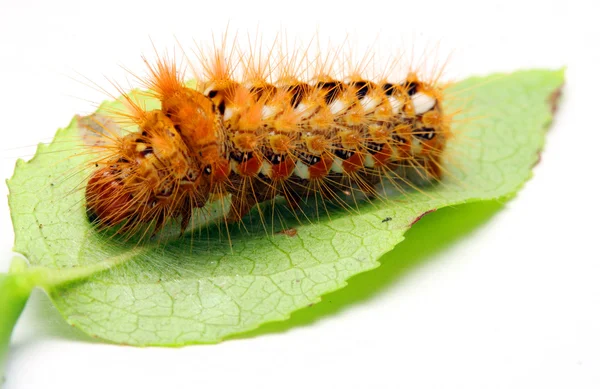 Chenille piquante orange vif sur la feuille — Photo