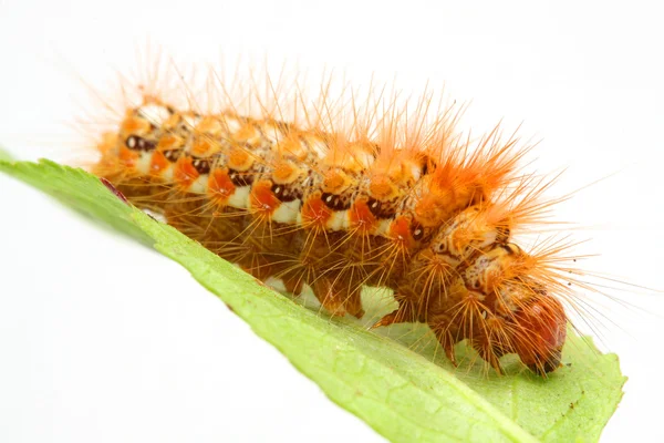 Ljusa orange taggiga larv på blad — Stockfoto