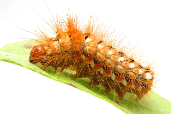 Ljusa orange taggiga larv på blad — Stockfoto