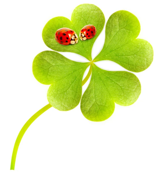 Four leaf clover and ladybug couple. — Stock Photo, Image