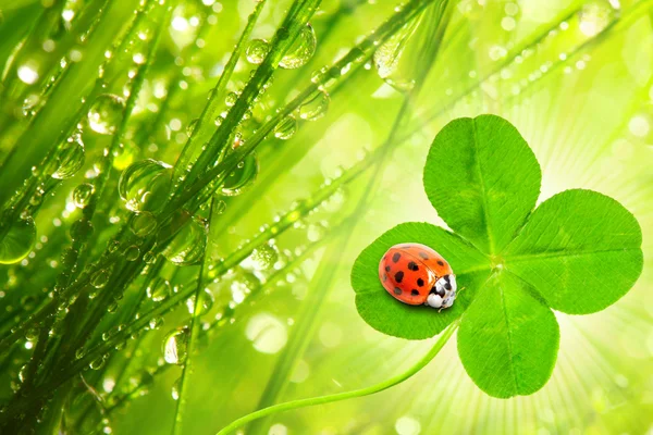 Dew, clover and ladybug — Stock Photo, Image