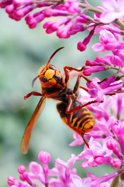 Hornet Eropa (Vespa crabro) — Stok Foto