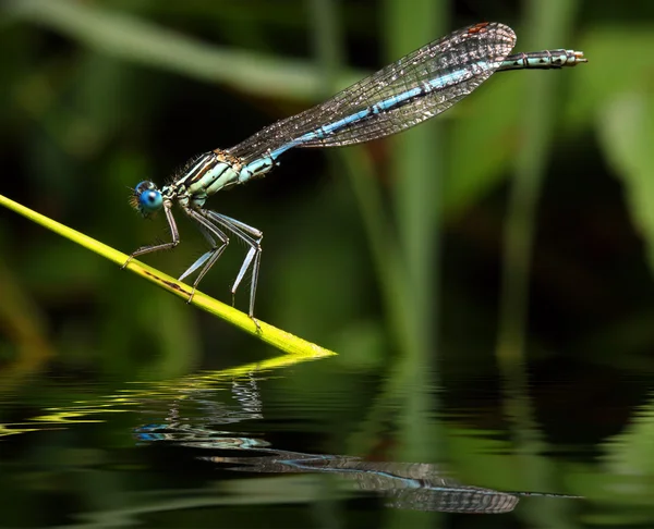 游泳池上方的蓝色蜻蜓 — 图库照片