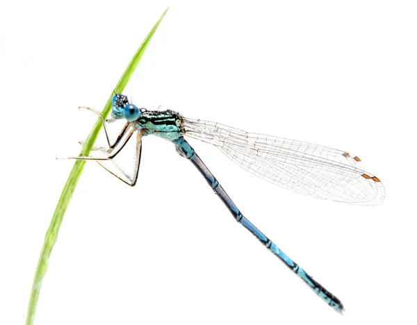 蓝蜻蜓在草地上 — 图库照片
