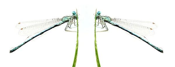 Two Blue dragonfly — Stock Photo, Image