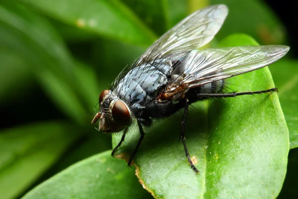 Sarcophaga carnaria fly — Stock Photo, Image