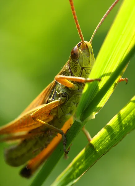 Cavalletta verde — Foto Stock