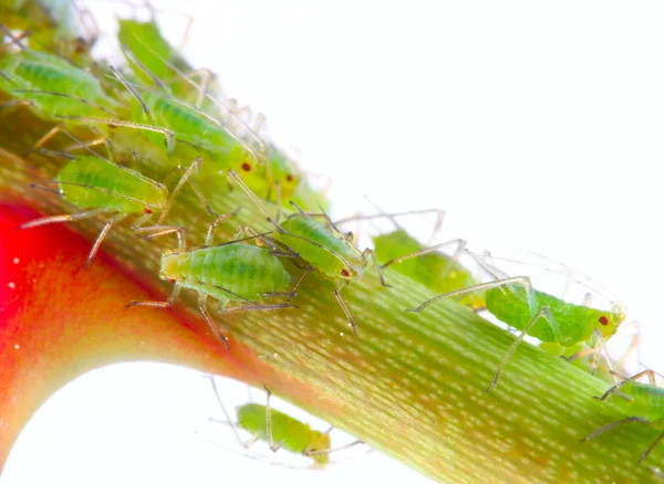 Green aphids on rose footstalk — Stock Photo, Image