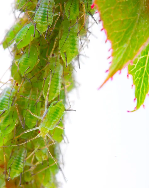 Pulgões verdes no pé de rosa — Fotografia de Stock