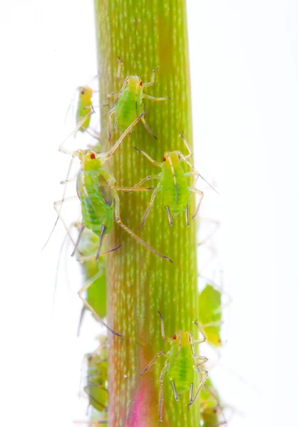 Grüne Blattläuse am Rosenfuß — Stockfoto