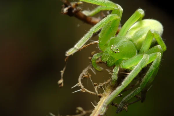 Zelené huntsman pavouk — Stock fotografie