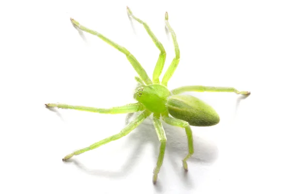 Zelené huntsman pavouk — Stock fotografie