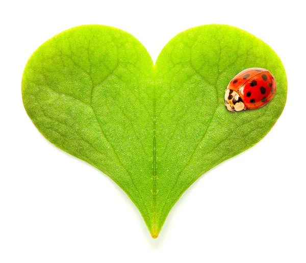 Corazón verde con una mariquita . —  Fotos de Stock