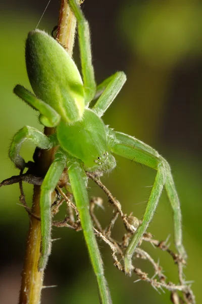 Zelené huntsman pavouk — Stock fotografie