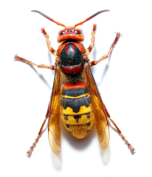 Закри жити європейських Hornet (Vespa crabro) — стокове фото
