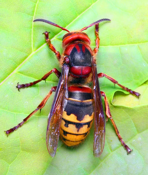 Närbild av en levande europeisk hornet — Stockfoto