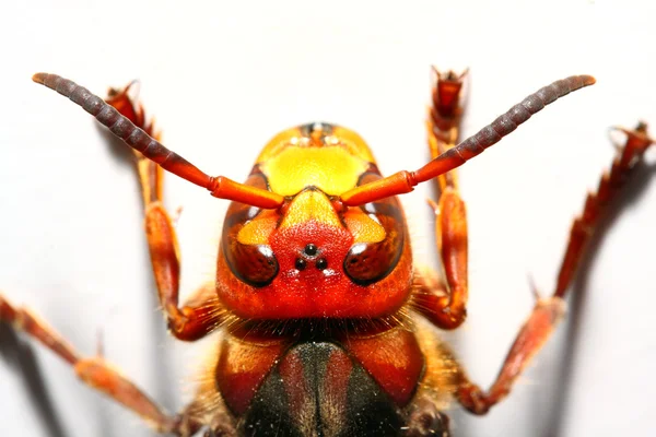 Canlı bir Avrupa Hornet yakın çekim — Stok fotoğraf