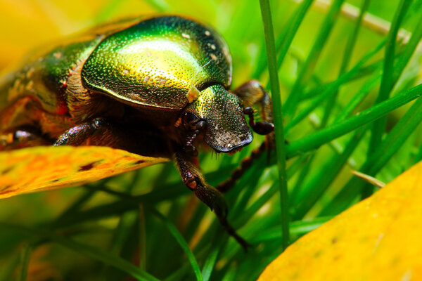 Rose chafer