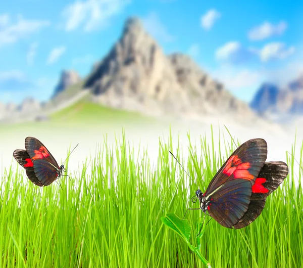 Mountain meadow with two butterfly. — Stock Photo, Image