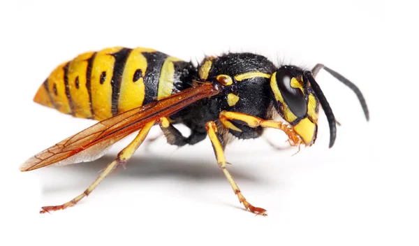 Canlı sarı ceket wasp Close-Up — Stok fotoğraf